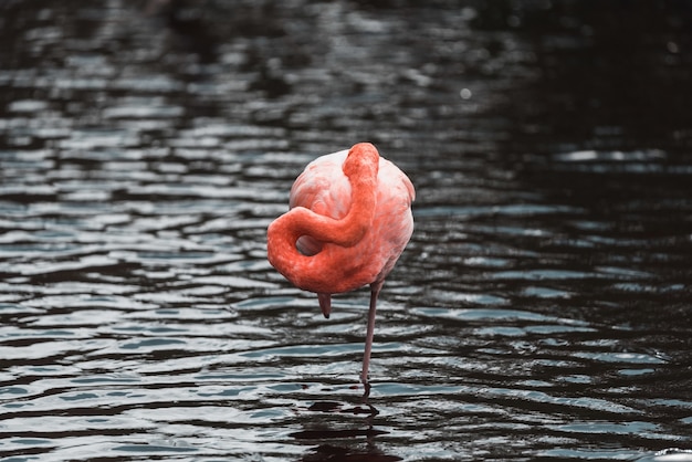 un flamenco en un río