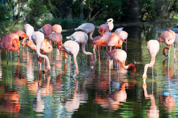 flamencos en el agua