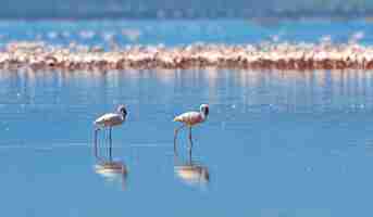 Foto gratuita flamencos en el lago de la sabana