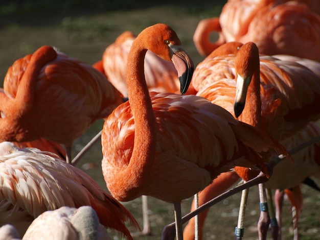 flamencos en la naturaleza