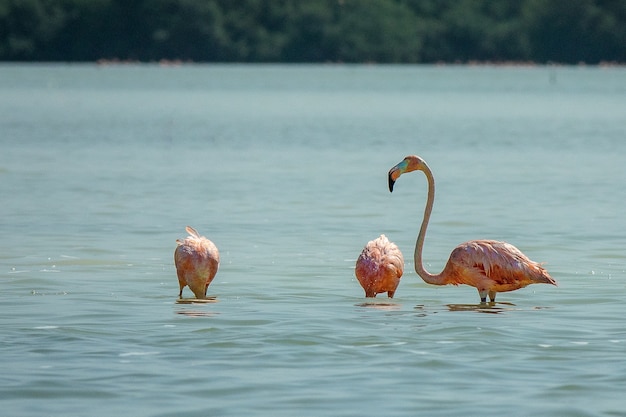 Flamencos rosados de pie en el agua durante el día