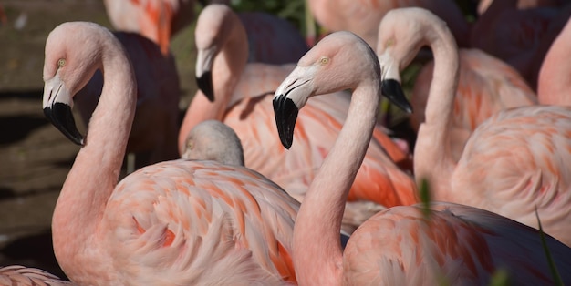 Flamencos rosados que se ven similares todos juntos.