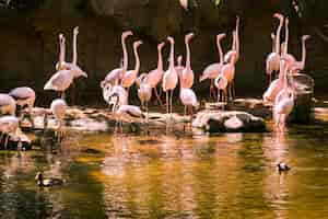 Foto gratuita flamencos