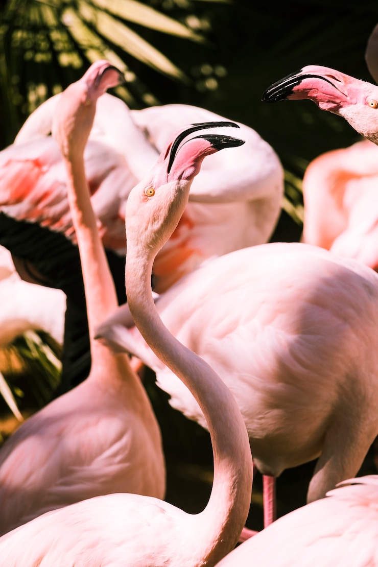 Foto gratuito los flamencos