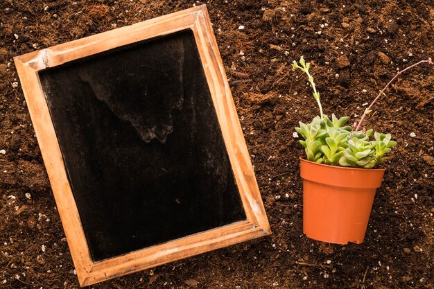 Flat lay de pizarra al lado de planta