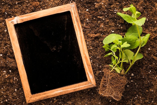 Foto gratuita flat lay de pizarra al lado de planta