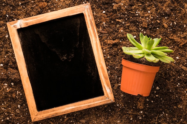 Flat lay de pizarra al lado de planta