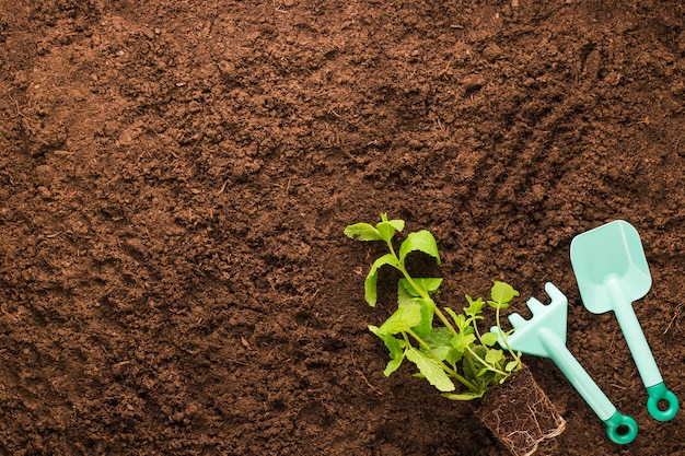 Flat lay de planta y herramientas de jardinería con copyspace