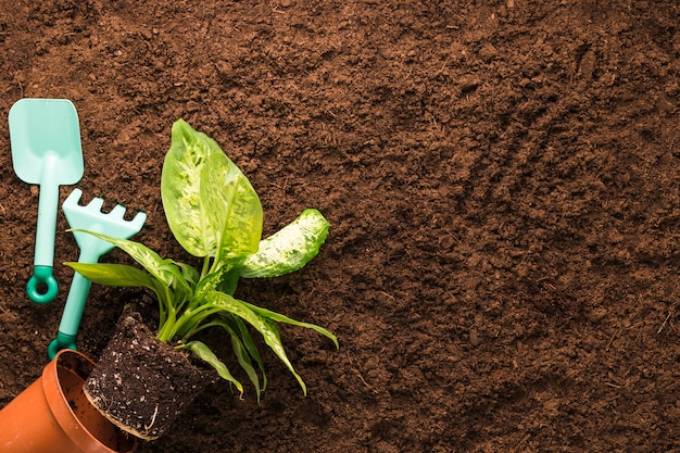 Foto gratuita flat lay de planta y herramientas de jardinería con copyspace