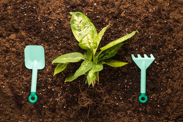 Flat lay de planta verde y equipamiento de jardín