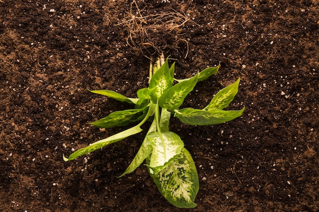 Flat lay de planta verde