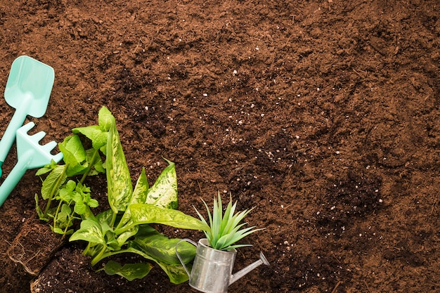 Flat lay de plantas y herramientas de jardín con copyspace