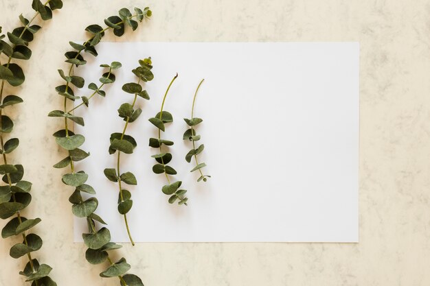 Flat lay de plantilla de tarjeta de papel con hojas