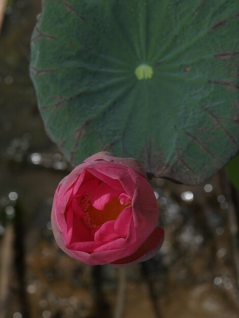 Flor abriéndose de color rosa