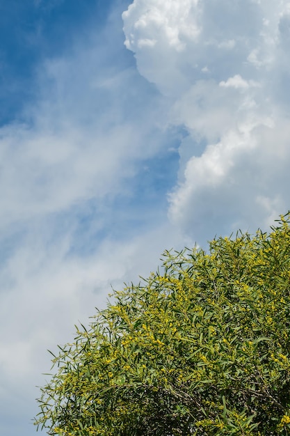 Flor de acacia dorada floreciente acacia piknantha mimosa contra el fondo del cielo y las nubes en la costa del mar Egeo Tiempo de primavera para vacaciones o idea de viaje para fondo de postal