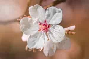 Foto gratuita flor de almendra