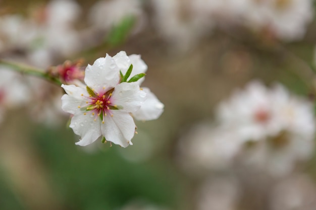 Flor del almendro con algunas gotas de agua