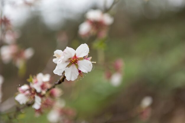 Flor del almendro blanca con fondo borroso