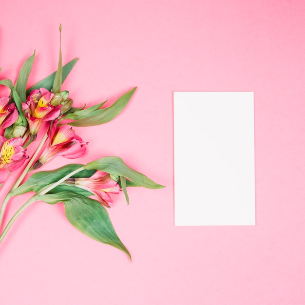 Flor de alstroemeria y tarjeta blanca en blanco sobre fondo rosa