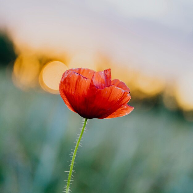 Flor de amapola roja al atardecer en un campo de verano