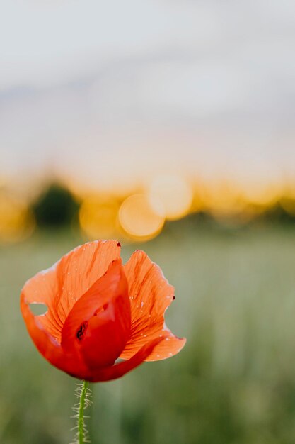 Flor de amapola roja al atardecer en un campo de verano