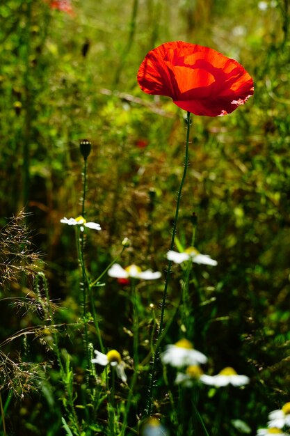 Flor de amapola roja y margaritas blancas en un jardín.