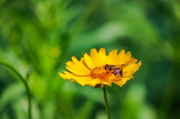 Flor amarilla con abeja al aire libre