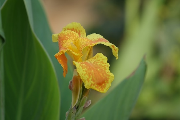 Flor amarilla abierta