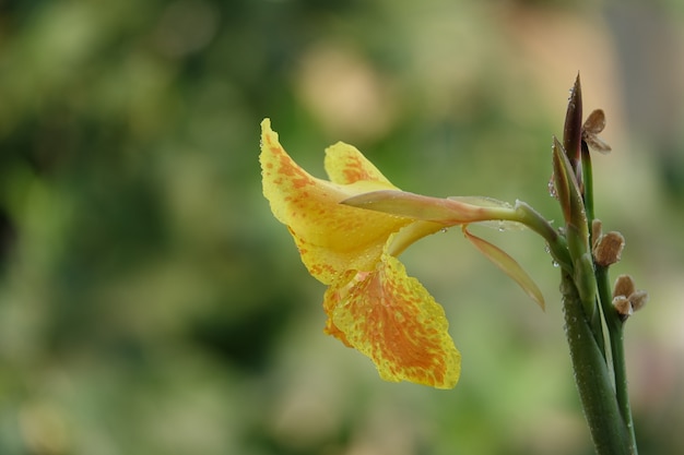 Flor amarilla abierta