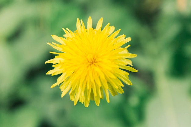 Flor amarilla floreciente