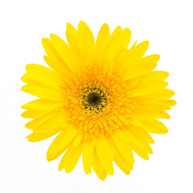 Flor amarilla en un fondo blanco