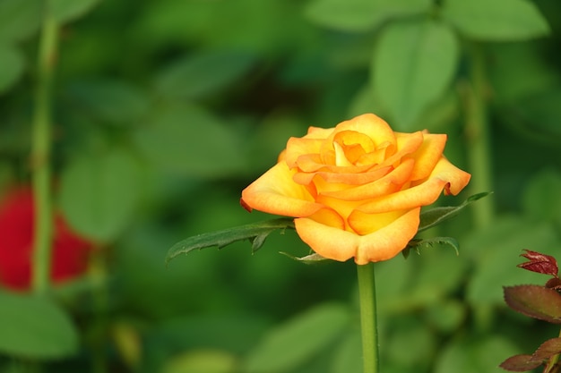 Flor amarilla en un fondo borroso