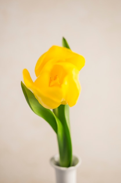 Flor amarilla fresca en florero estrecho