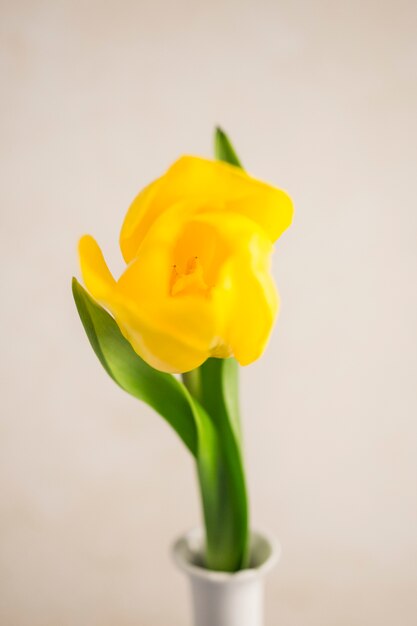 Flor amarilla fresca en florero estrecho