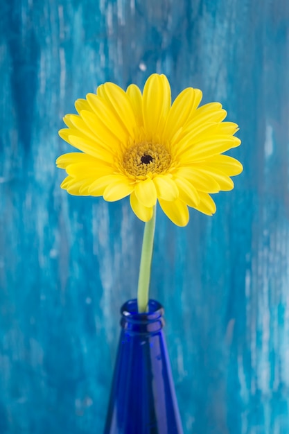 Flor amarilla del gerbera en botella azul contra la pared pintada