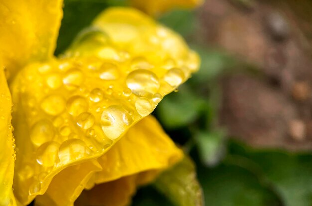Una flor amarilla con gotitas de agua