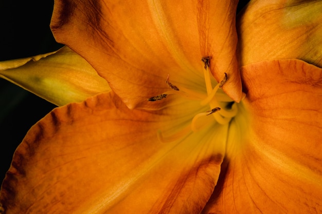 Flor amarilla en macro