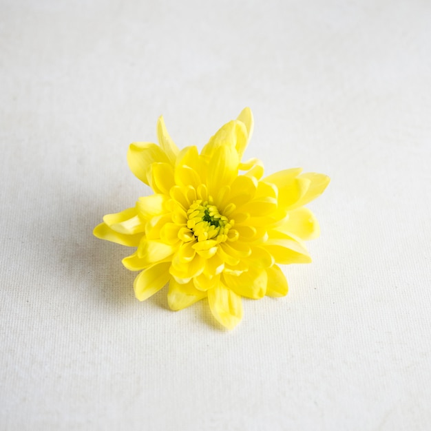 Flor amarilla en mesa blanca