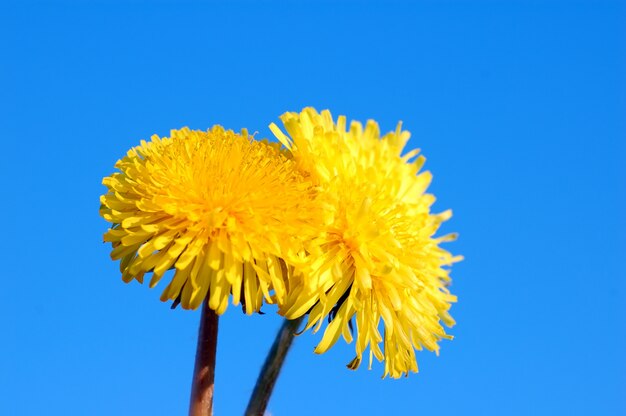 Flor amarilla con muchos petalos