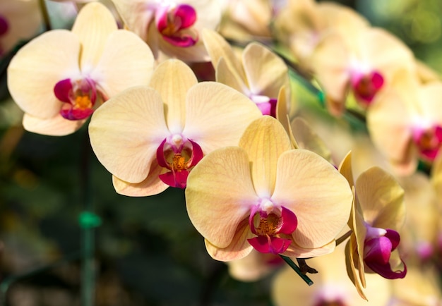 Foto gratuita flor amarilla de la orquídea del phalaenopsis