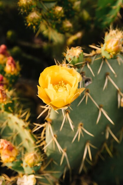 Flor amarilla en planta exótica de cactus