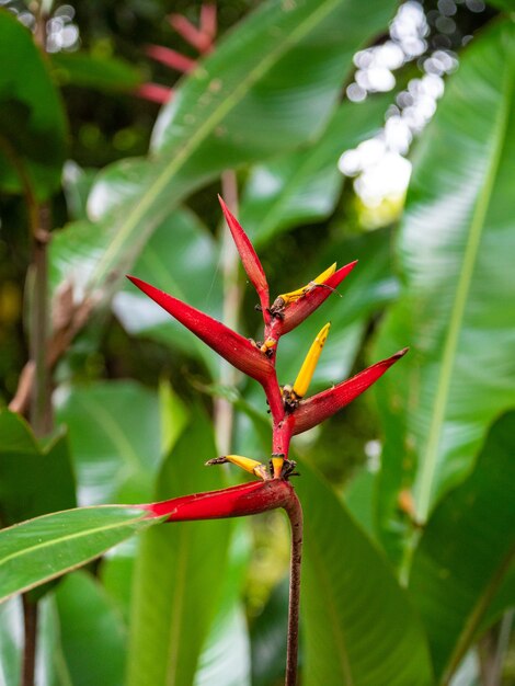 Flor amarilla y roja conocida como falsa ave del paraíso