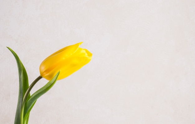 Flor amarilla del tulipán en el fondo blanco