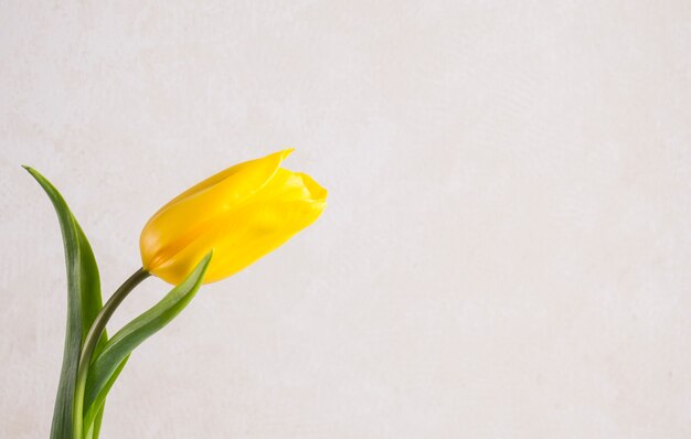 Flor amarilla del tulipán en el fondo blanco