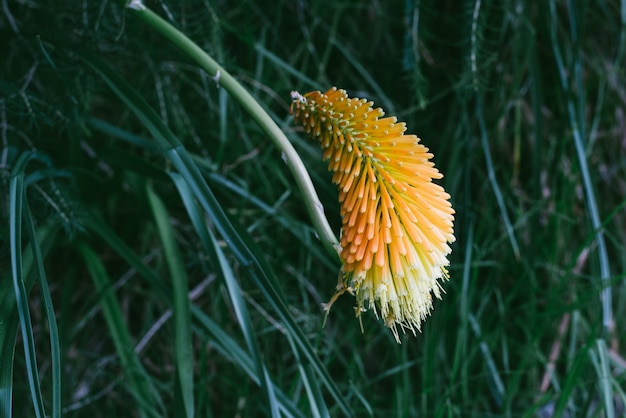 flor amarilla