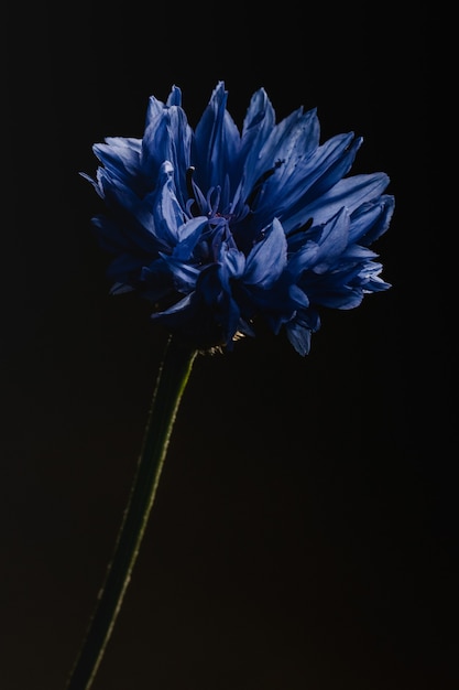 Flor azul en lente macro