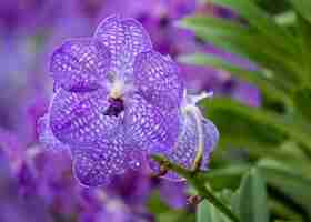 Foto gratuita flor azul de la orquídea del vanda