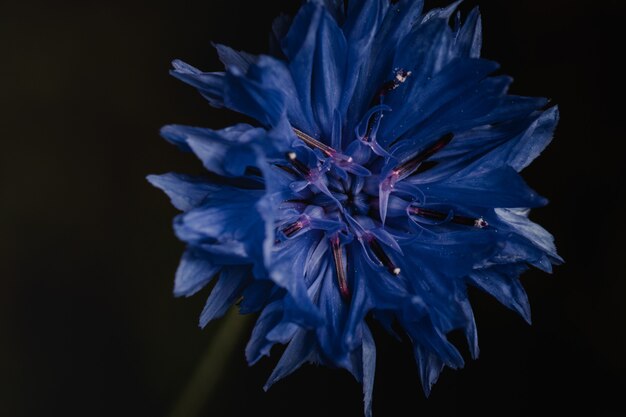 Flor azul en pared negra