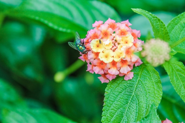 Flor de la biología avispa tiempo néctar