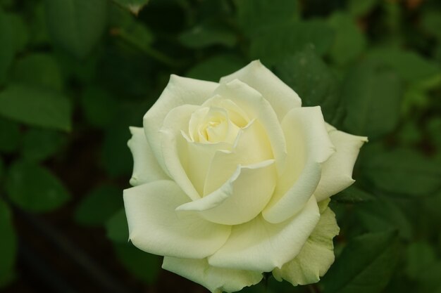 Flor blanca abierta de cerca